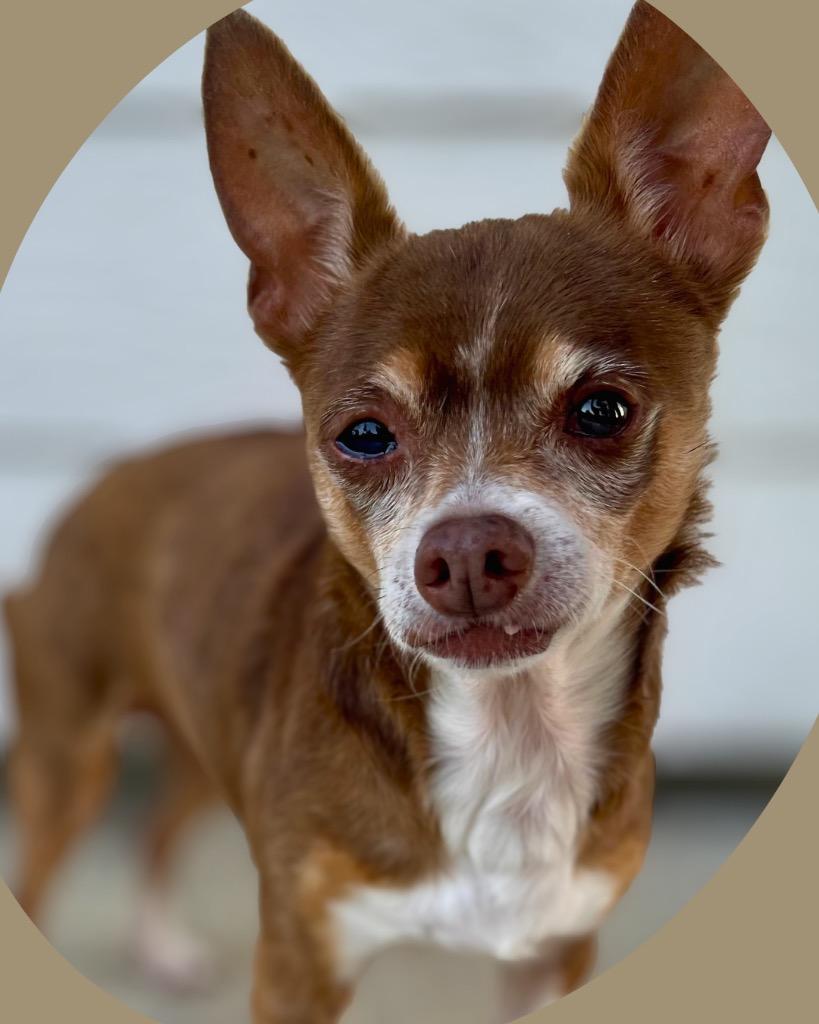 Enlarge Mel (Melatonin), a Adoptable Chihuahua in Bryan, TX image 2/6