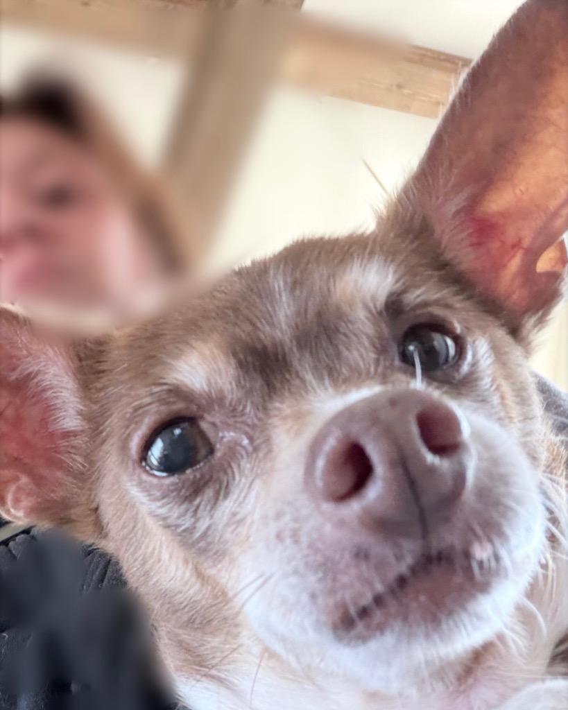 Enlarge Mel (Melatonin), a Adoptable Chihuahua in Bryan, TX image 3/6