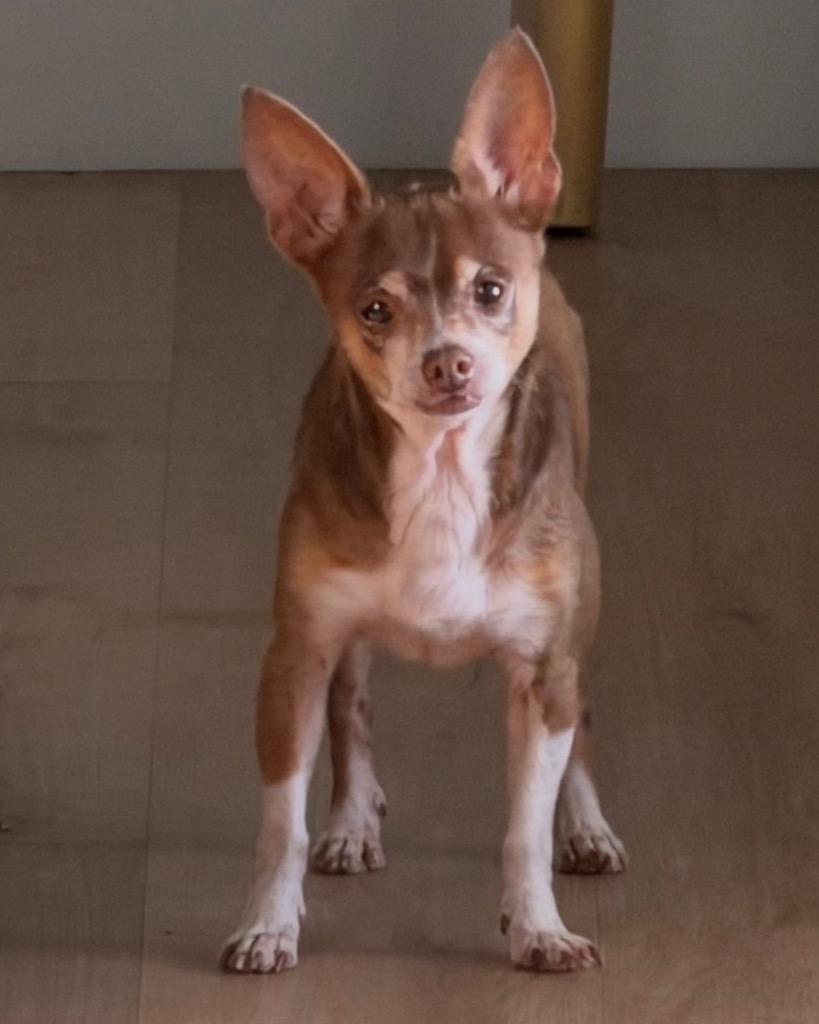 Enlarge Mel (Melatonin), a Adoptable Chihuahua in Bryan, TX image 4/6