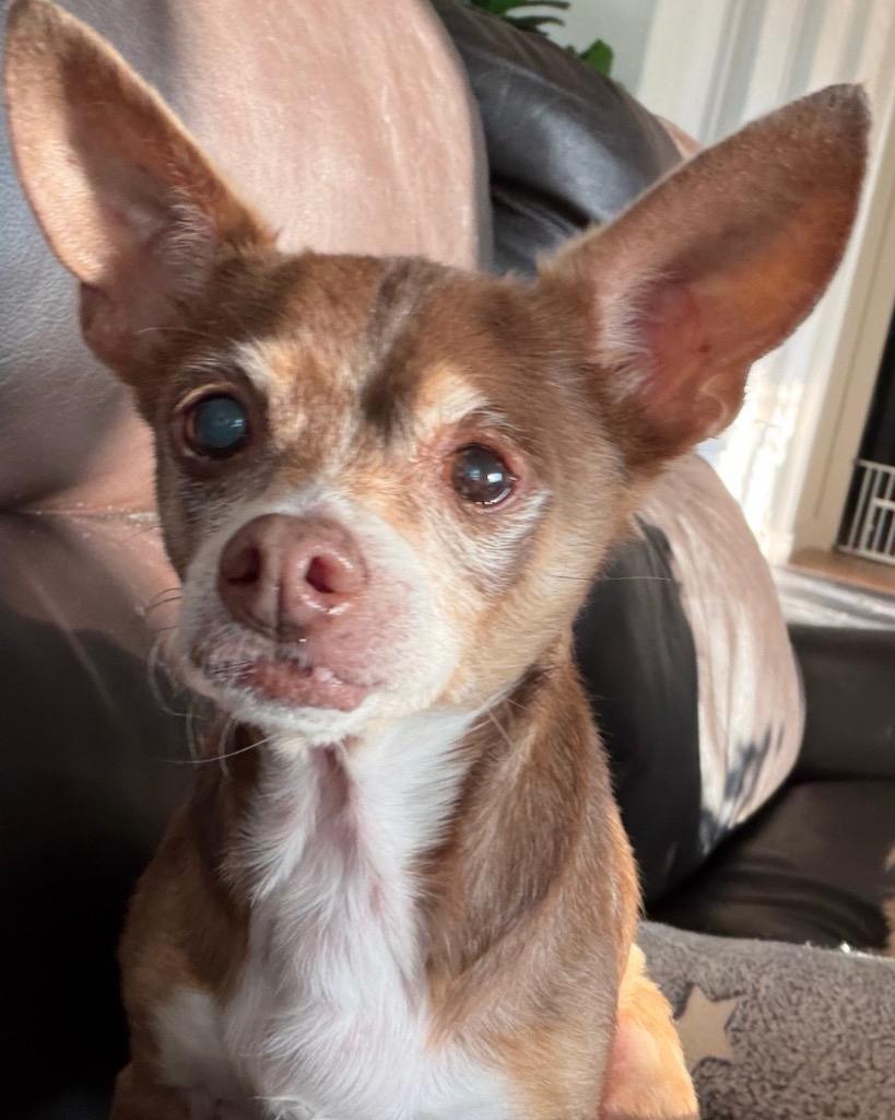 Enlarge Mel (Melatonin), a Adoptable Chihuahua in Bryan, TX image 5/6