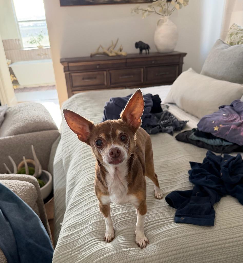 Enlarge Mel (Melatonin), a Adoptable Chihuahua in Bryan, TX image 6/6