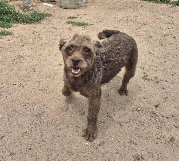 Tootsee Roll, a ADOPTABLE mixed breed in metairie, LA image 3/3
