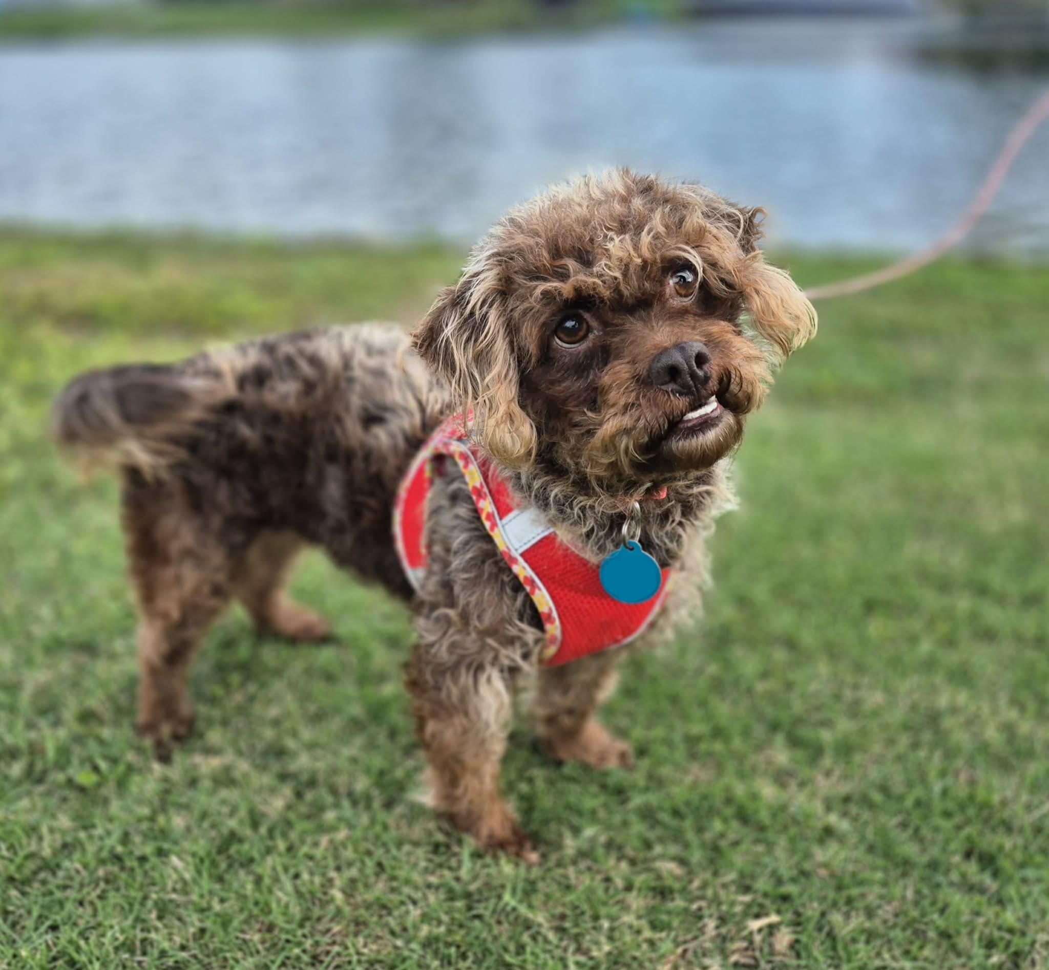 Tootsee Roll, a ADOPTABLE mixed breed in metairie, LA image 2/3