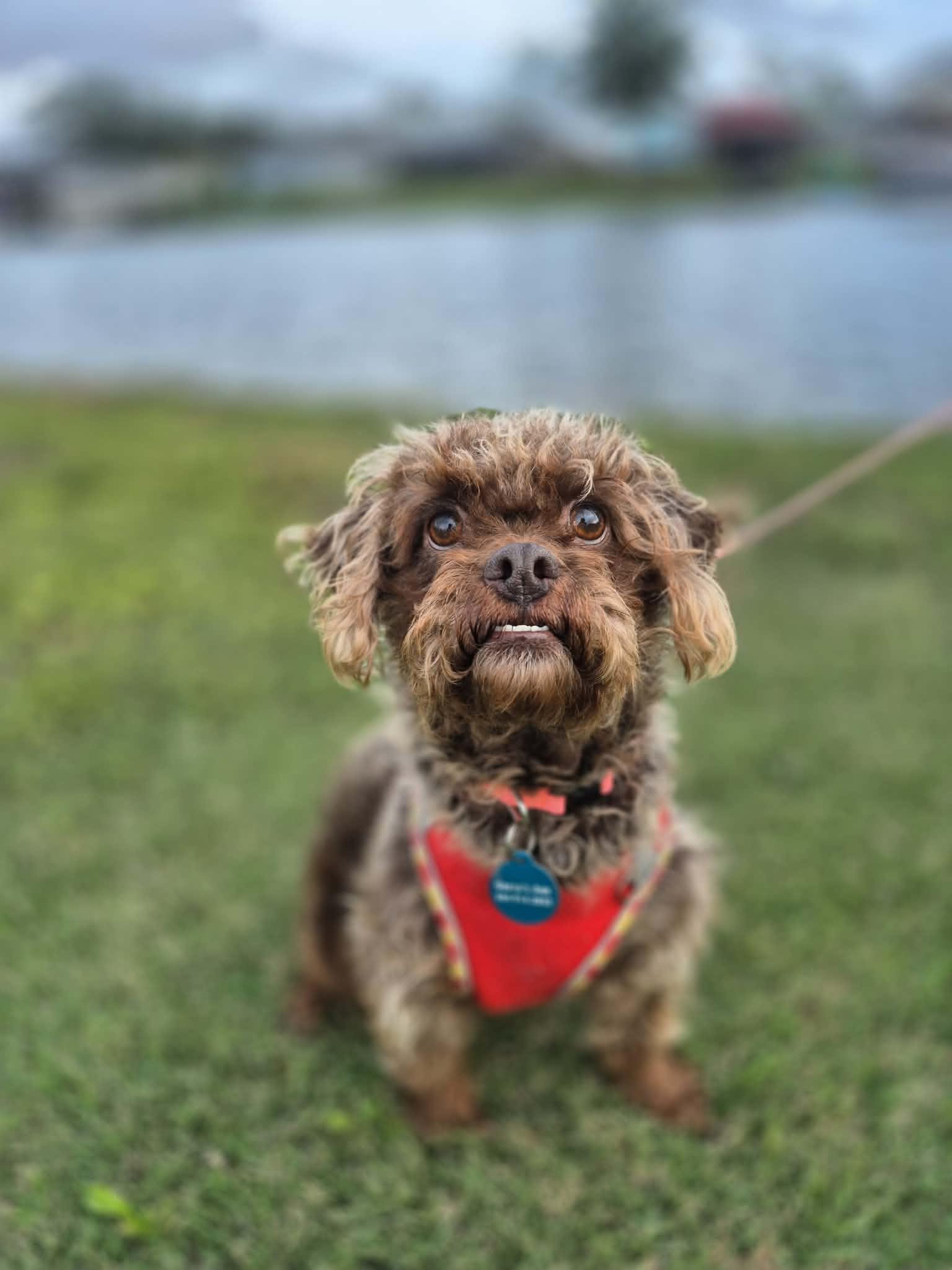 Tootsee Roll, ADOPTABLE, Adult Female Miniature Poodle & Miniature Schnauzer.
