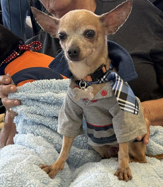 Miso, Adoptable, Adult Male Chihuahua.