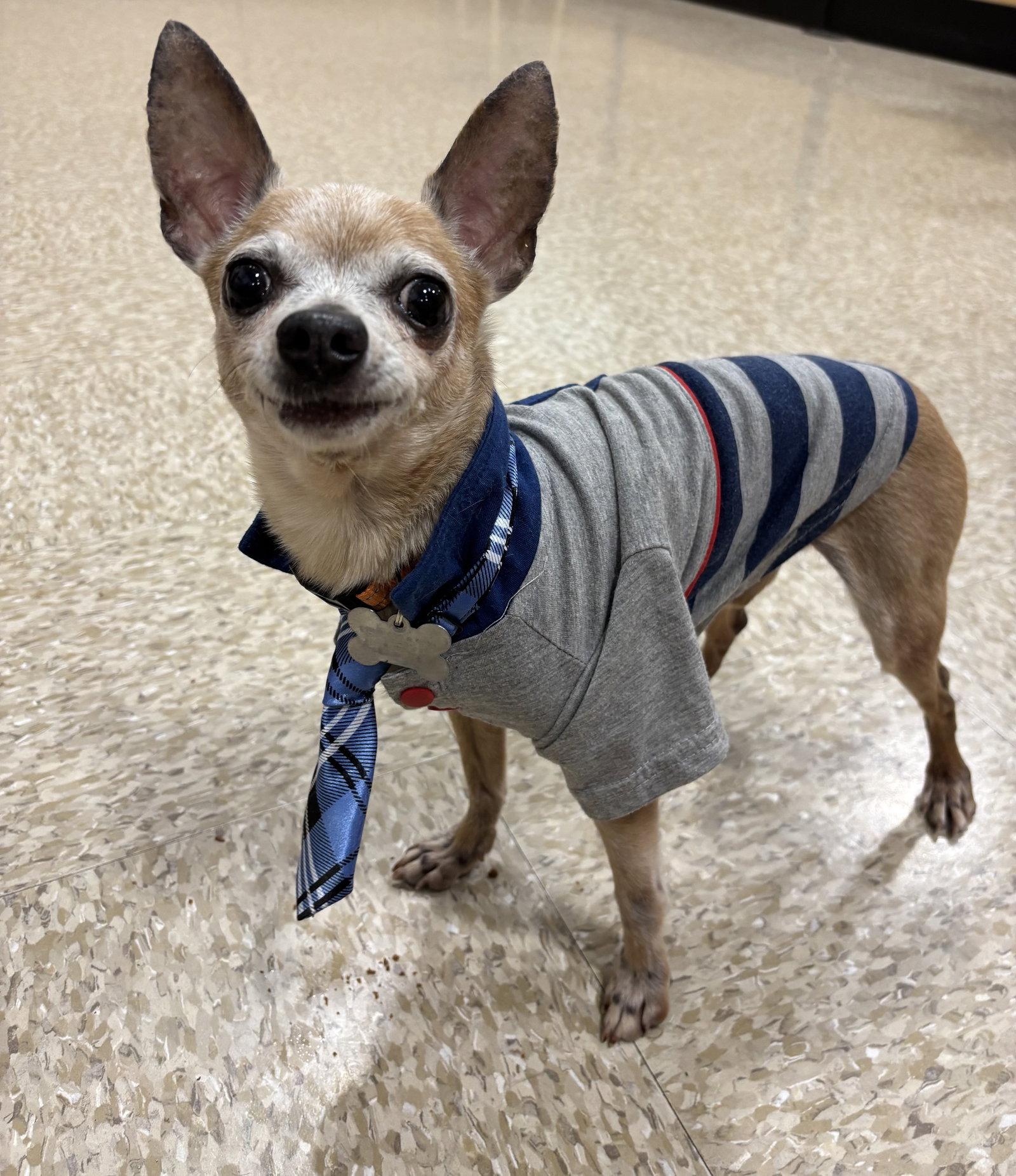 Miso, a Adoptable Chihuahua in Glendale, AZ image 2/3