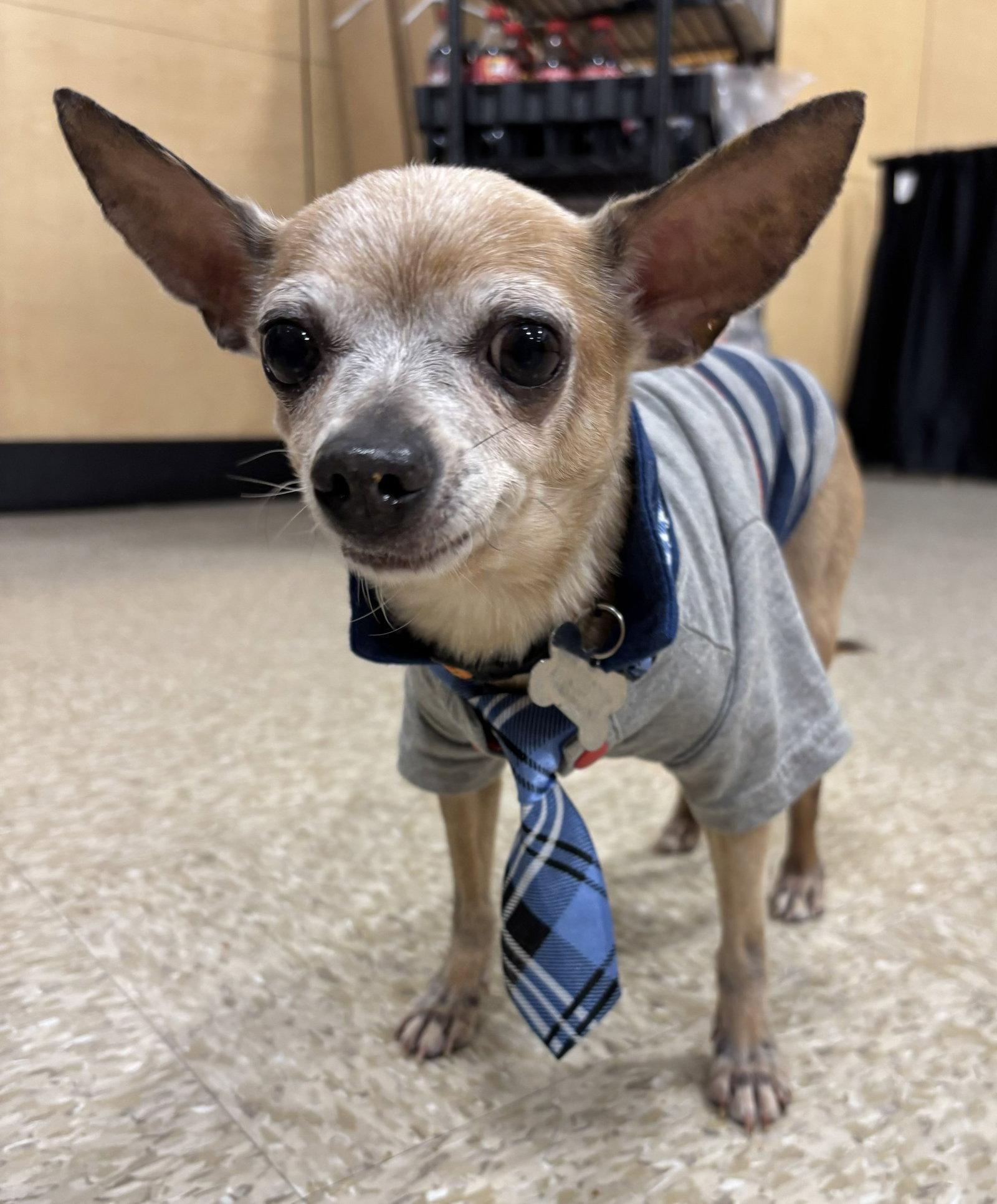 Miso, a Adoptable Chihuahua in Glendale, AZ image 3/3