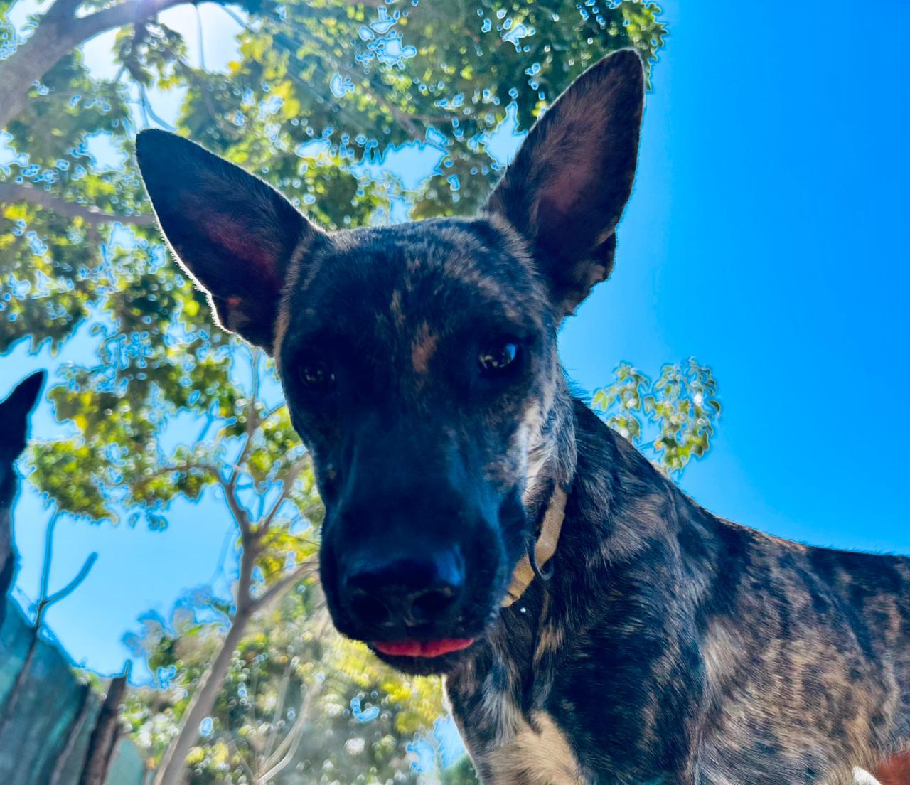 Enlarge Rubi, a ADOPTABLE mixed breed in Vancouver, BC image 6/6