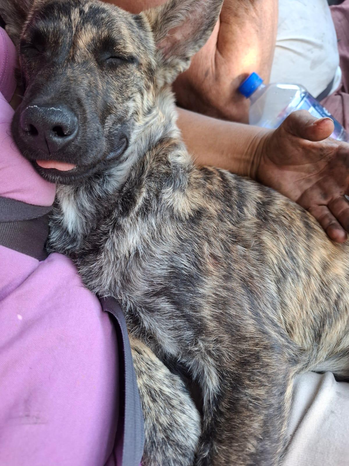 Enlarge Rubi, a ADOPTABLE mixed breed in Vancouver, BC image 4/6