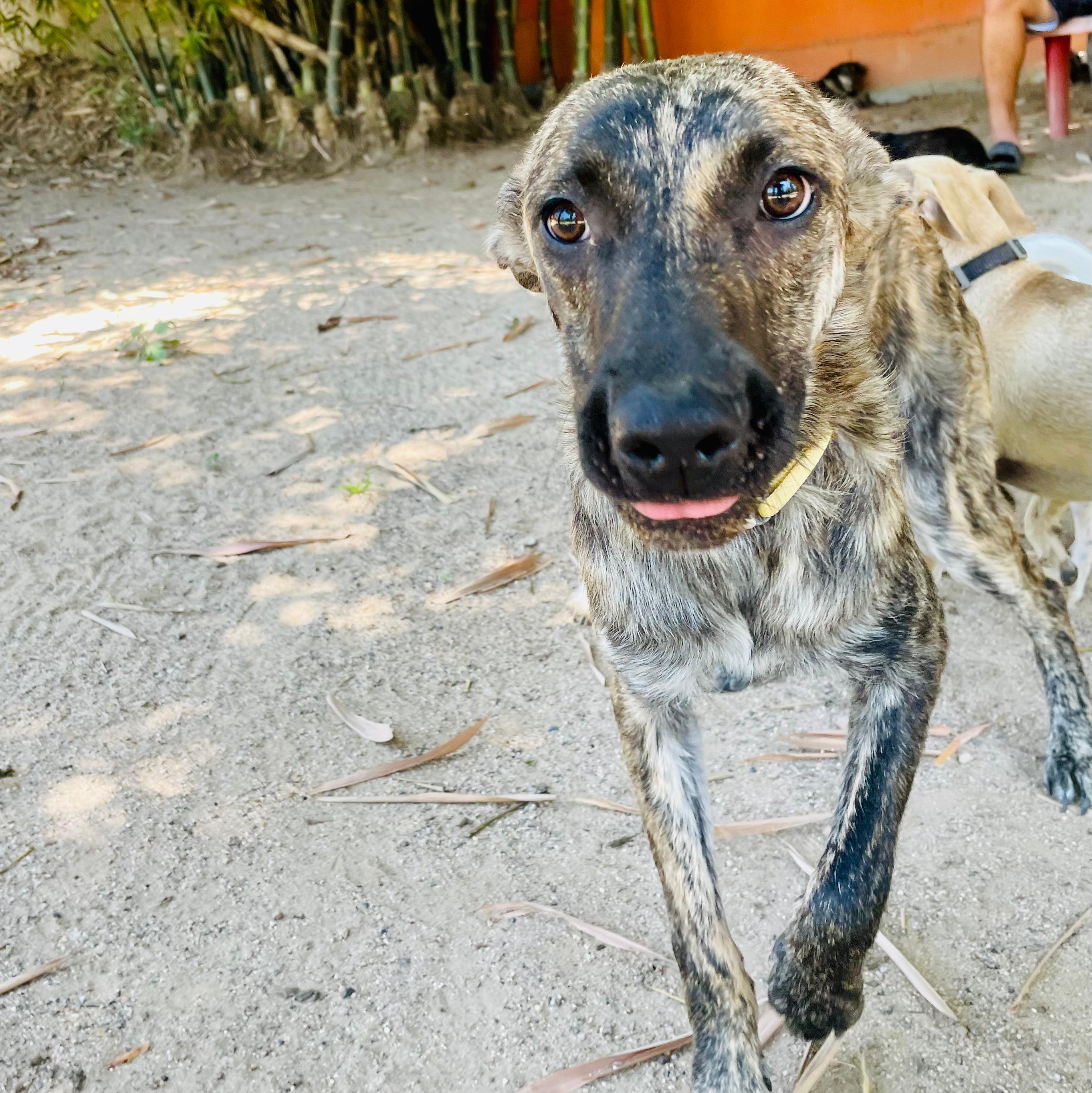 Enlarge Rubi, a ADOPTABLE mixed breed in Vancouver, BC image 3/6