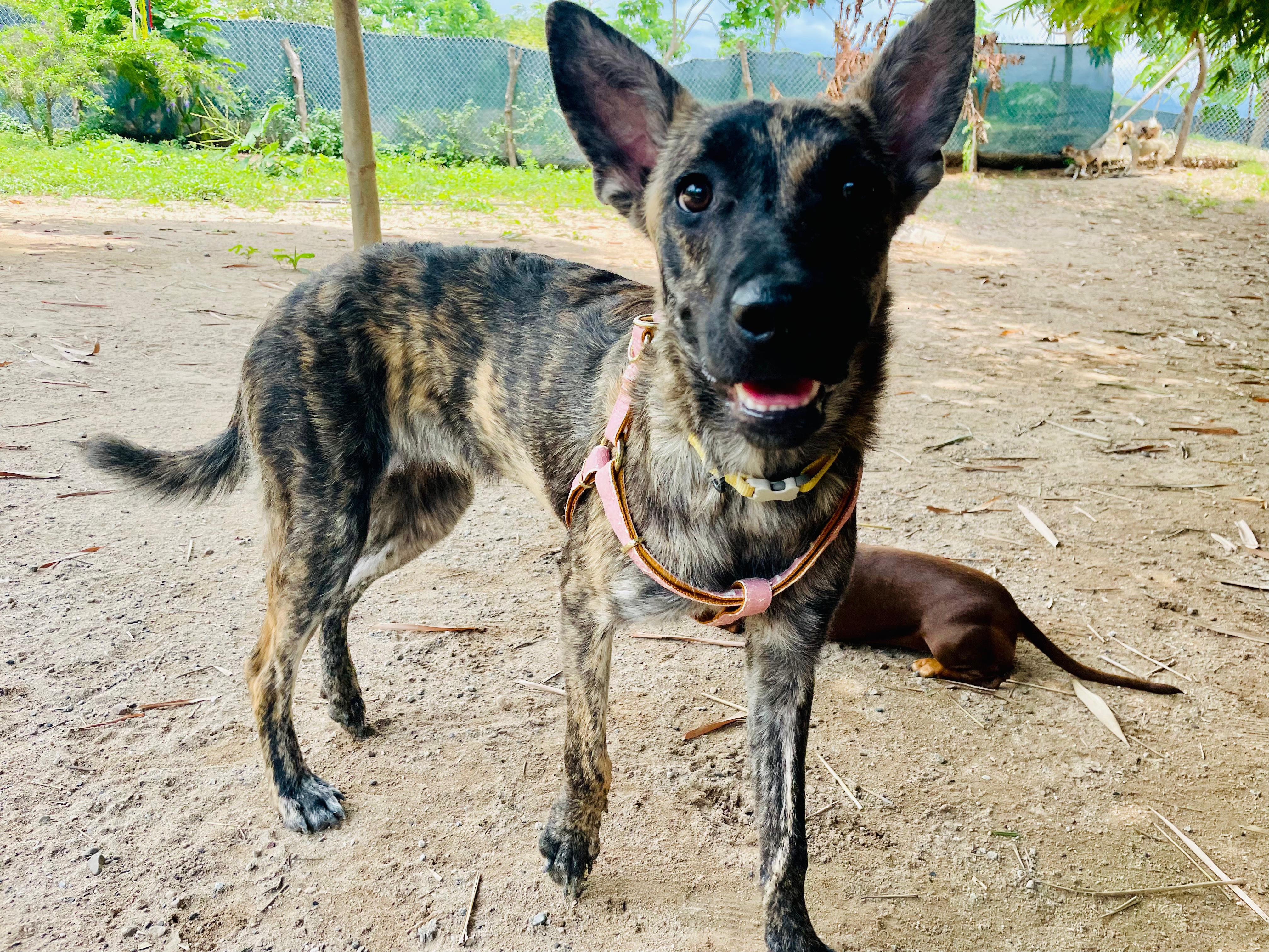 Rubi, ADOPTABLE, Young Female Dutch Shepherd.