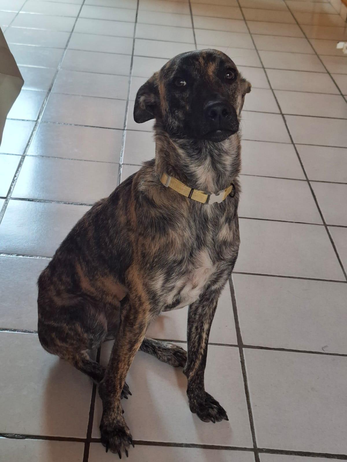 Enlarge Rubi, a ADOPTABLE mixed breed in Vancouver, BC image 2/6