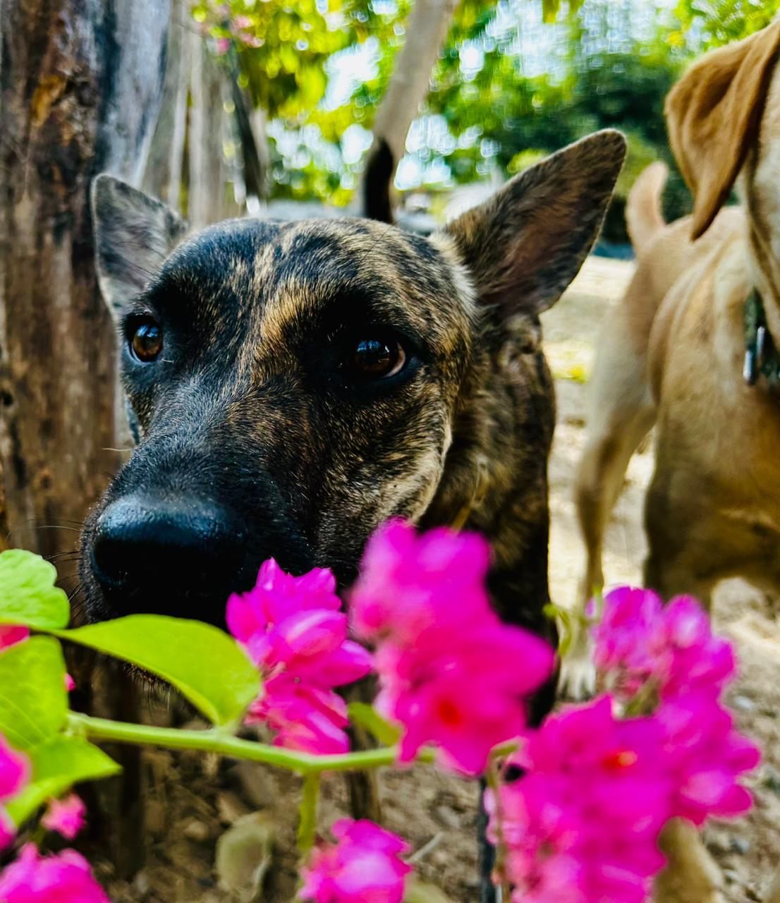 Enlarge Rubi, a ADOPTABLE mixed breed in Vancouver, BC image 5/6
