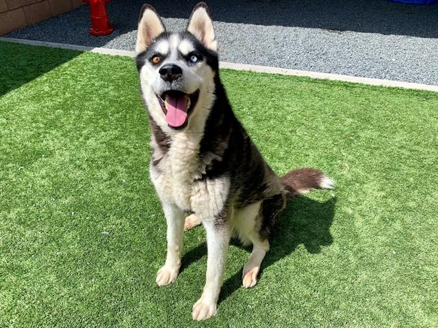Enlarge HORATIO, a Adoptable mixed breed in Moreno Valley, CA image 1/1