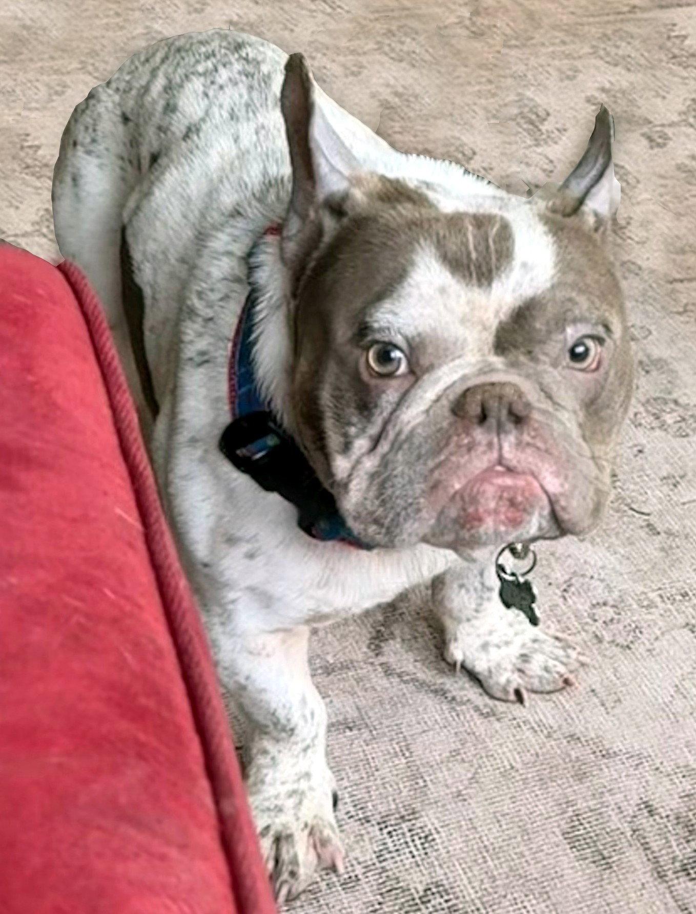 Screech, Adoptable, Young Male French Bulldog.
