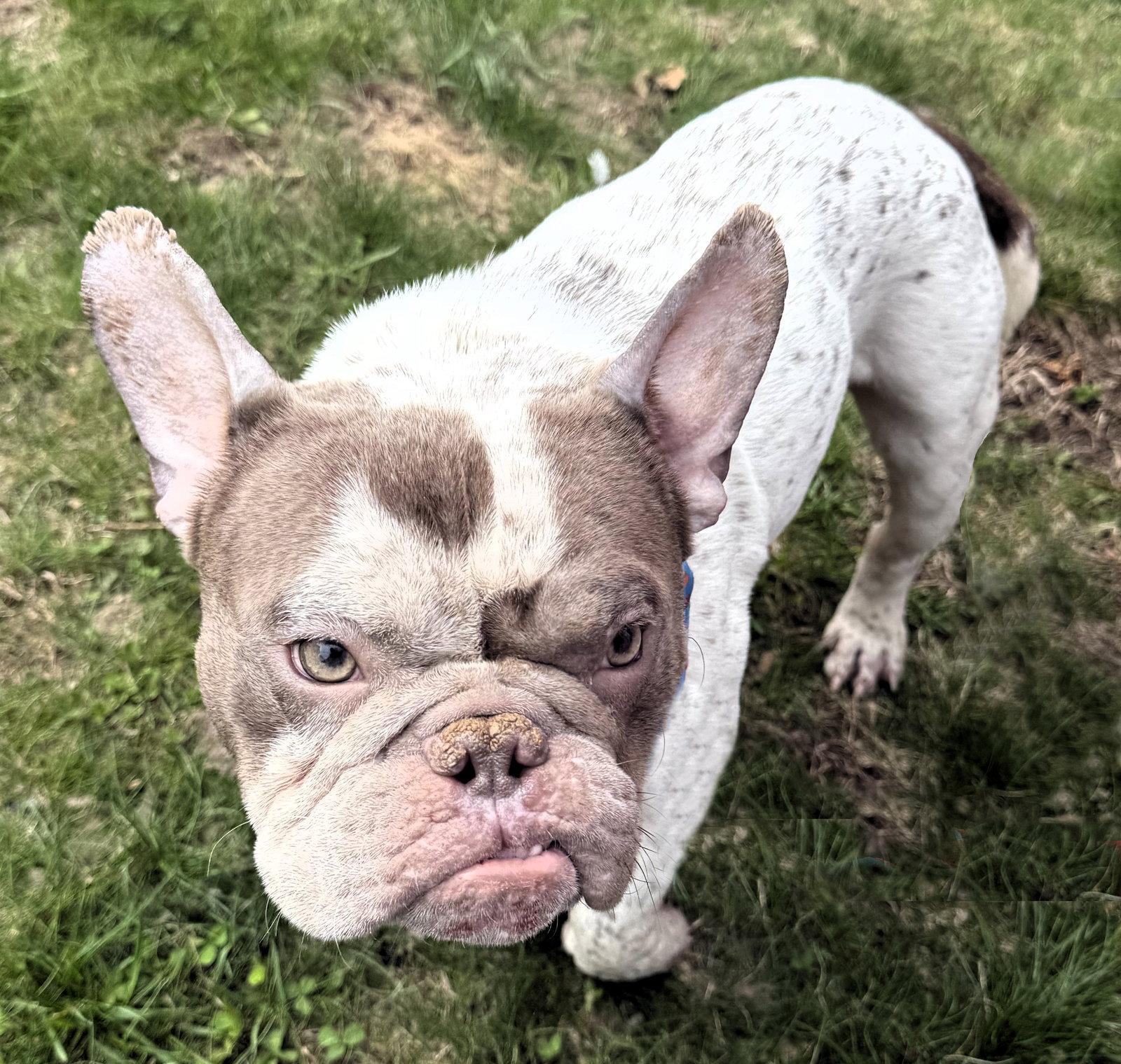 Enlarge Screech, a Adoptable French Bulldog in Framingham, MA image 2/3