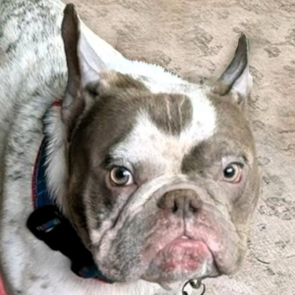 Enlarge Screech, a Adoptable French Bulldog in Framingham, MA image 3/3