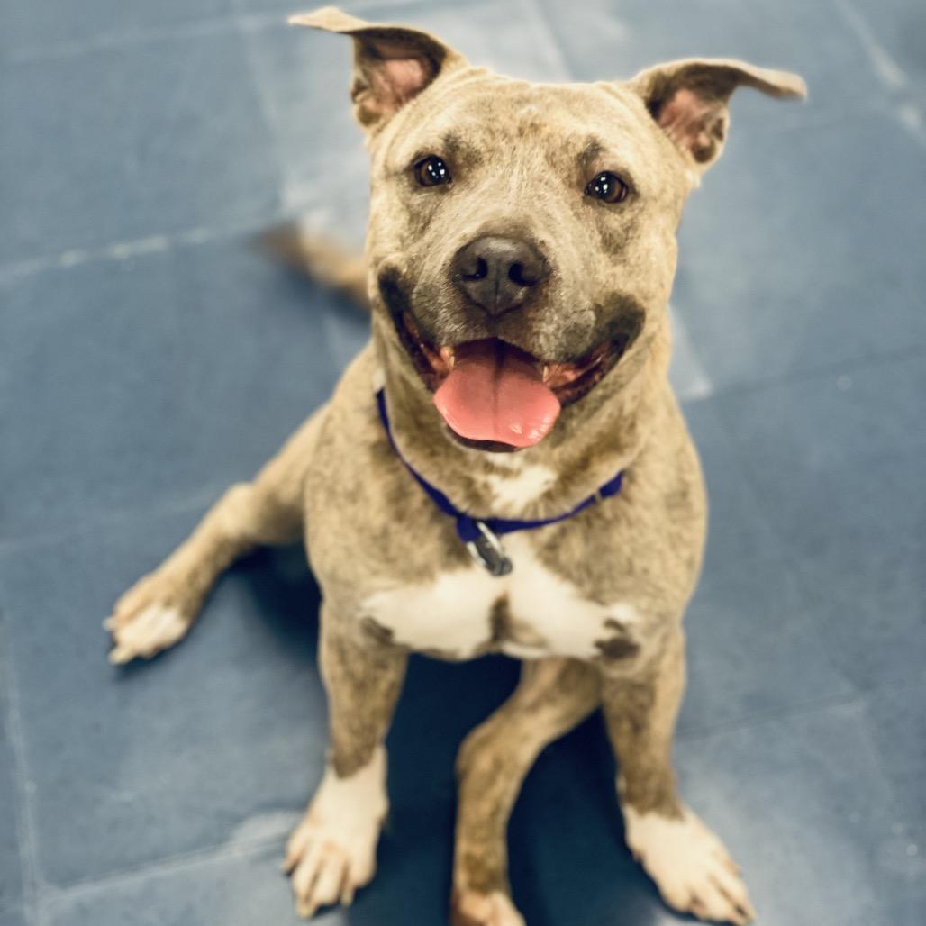 Enlarge Leeli, a Adoptable Pit Bull Terrier in Los Angeles, CA image 1/2