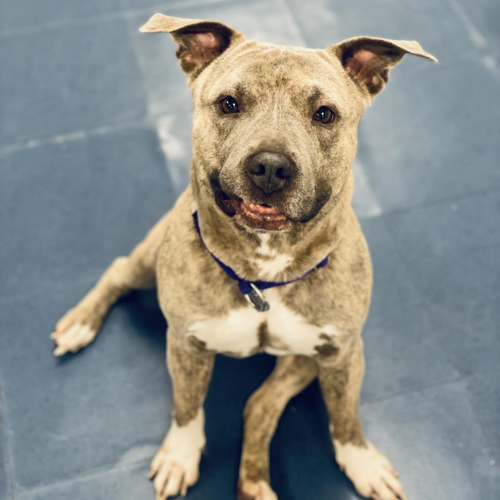 Enlarge Leeli, a Adoptable Pit Bull Terrier in Los Angeles, CA image 2/2