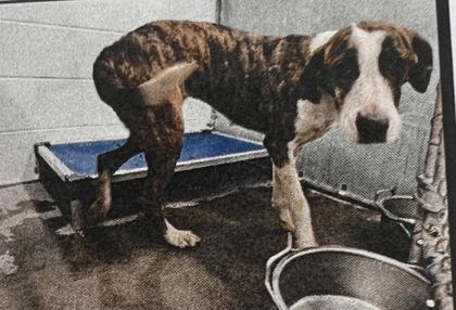 Kate - 1, Adoptable, Young Female Plott Hound & Mixed Breed.