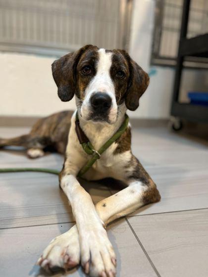 Kate - 1, Adoptable, Young Female Plott Hound & Mixed Breed.