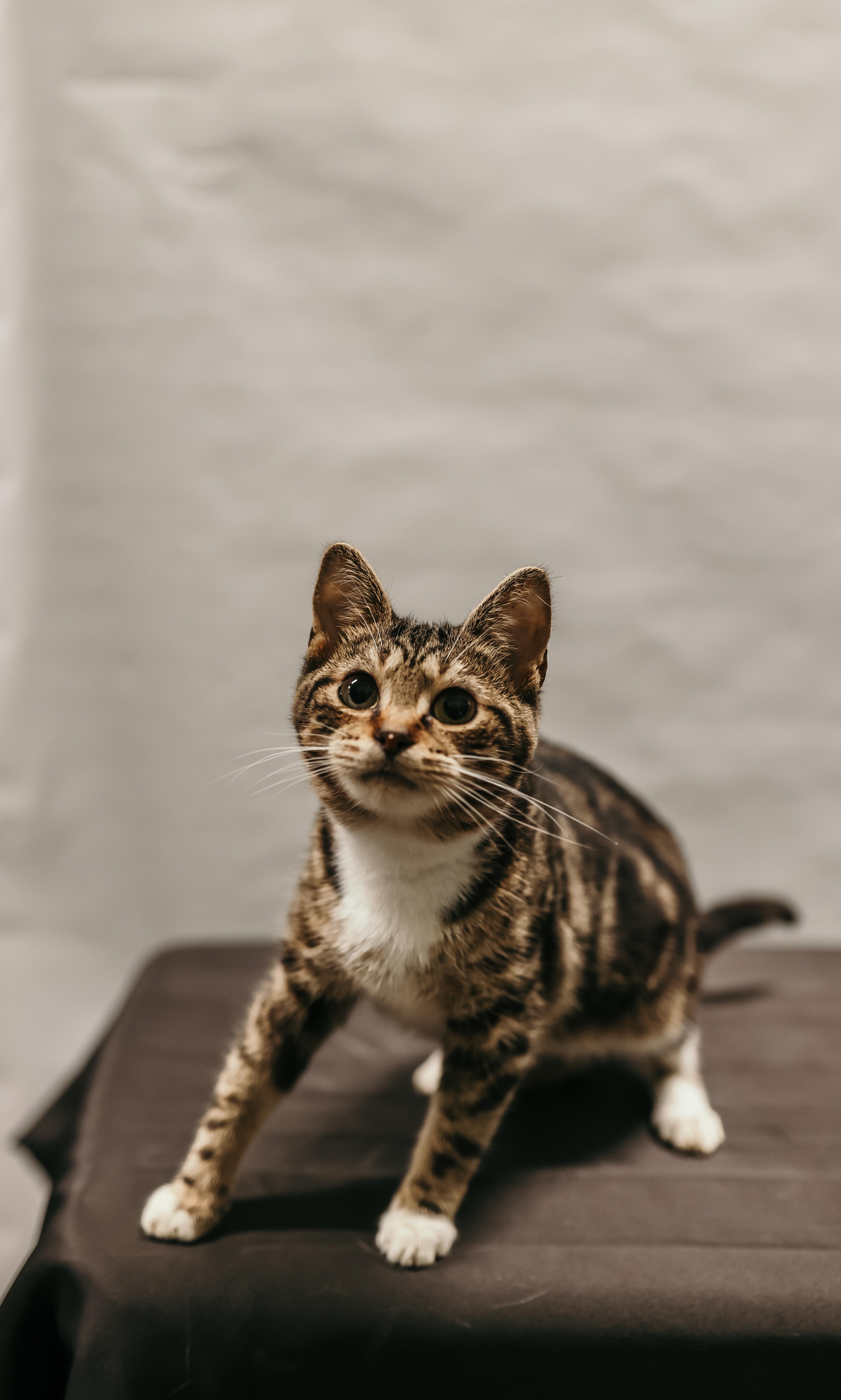 Enlarge SKITTLES, an adopted Domestic Short Hair in Tillsonburg, ON image 3/6