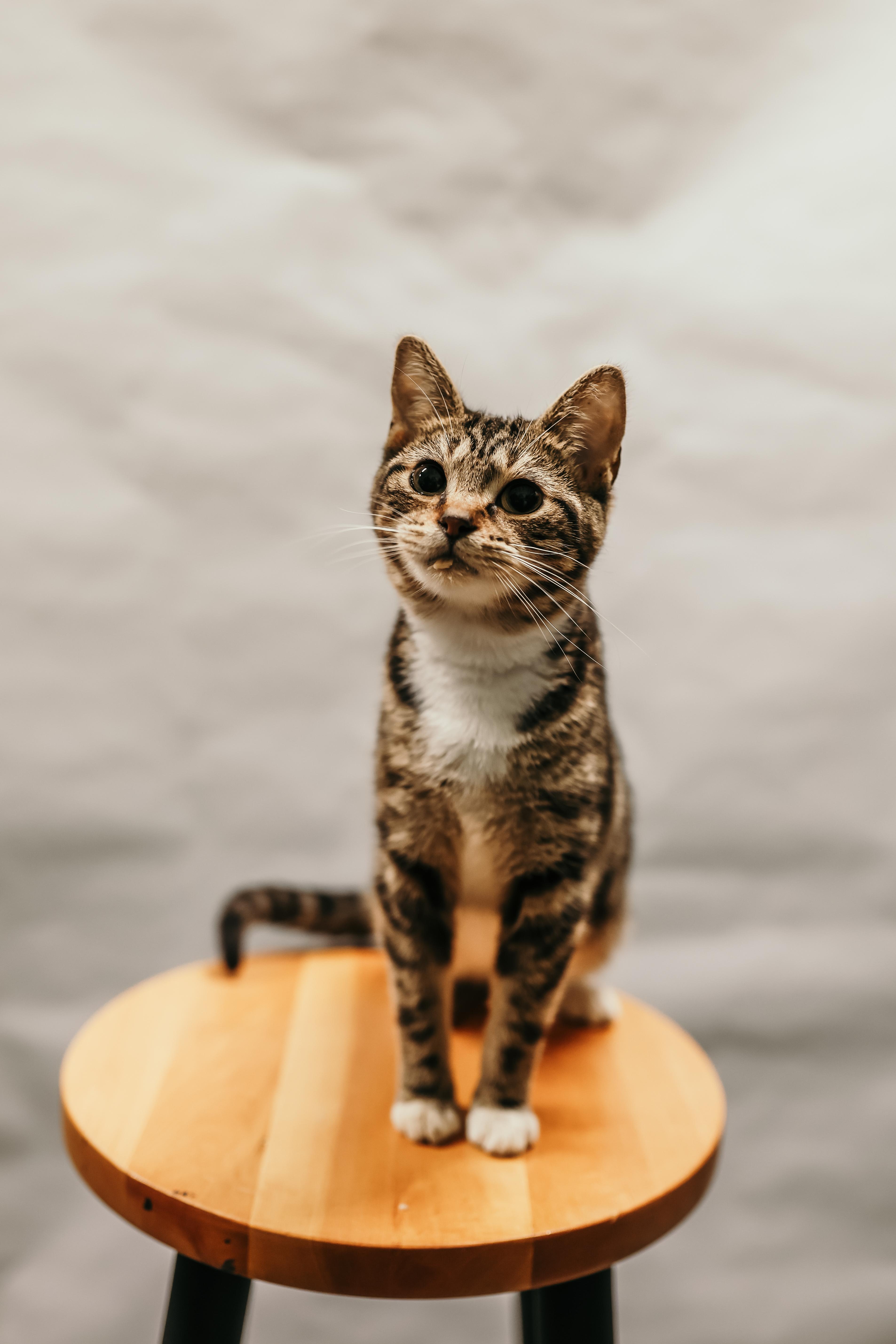 Enlarge SKITTLES, an adopted Domestic Short Hair in Tillsonburg, ON image 1/6