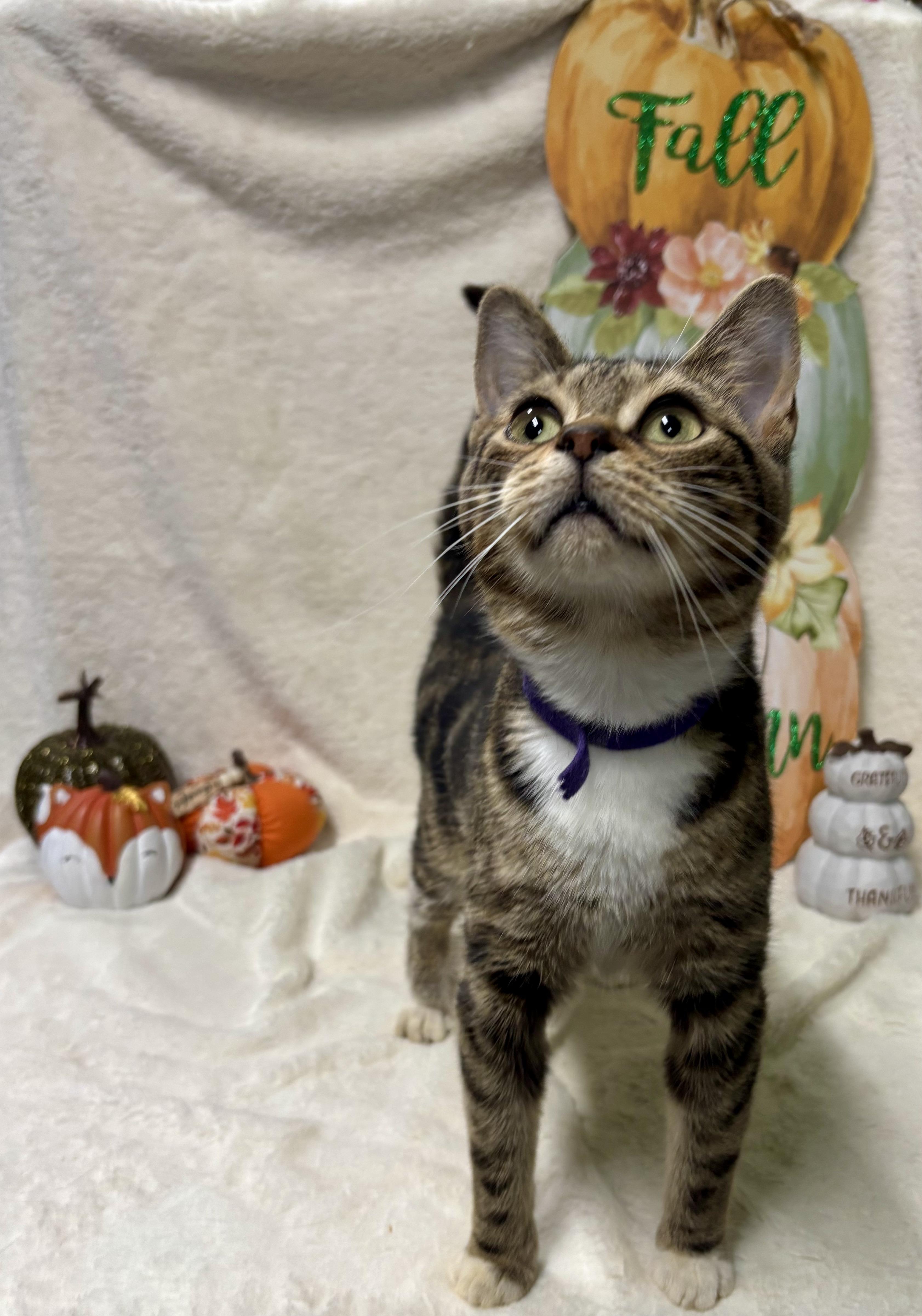 Enlarge SKITTLES, an adopted Domestic Short Hair in Tillsonburg, ON image 4/6