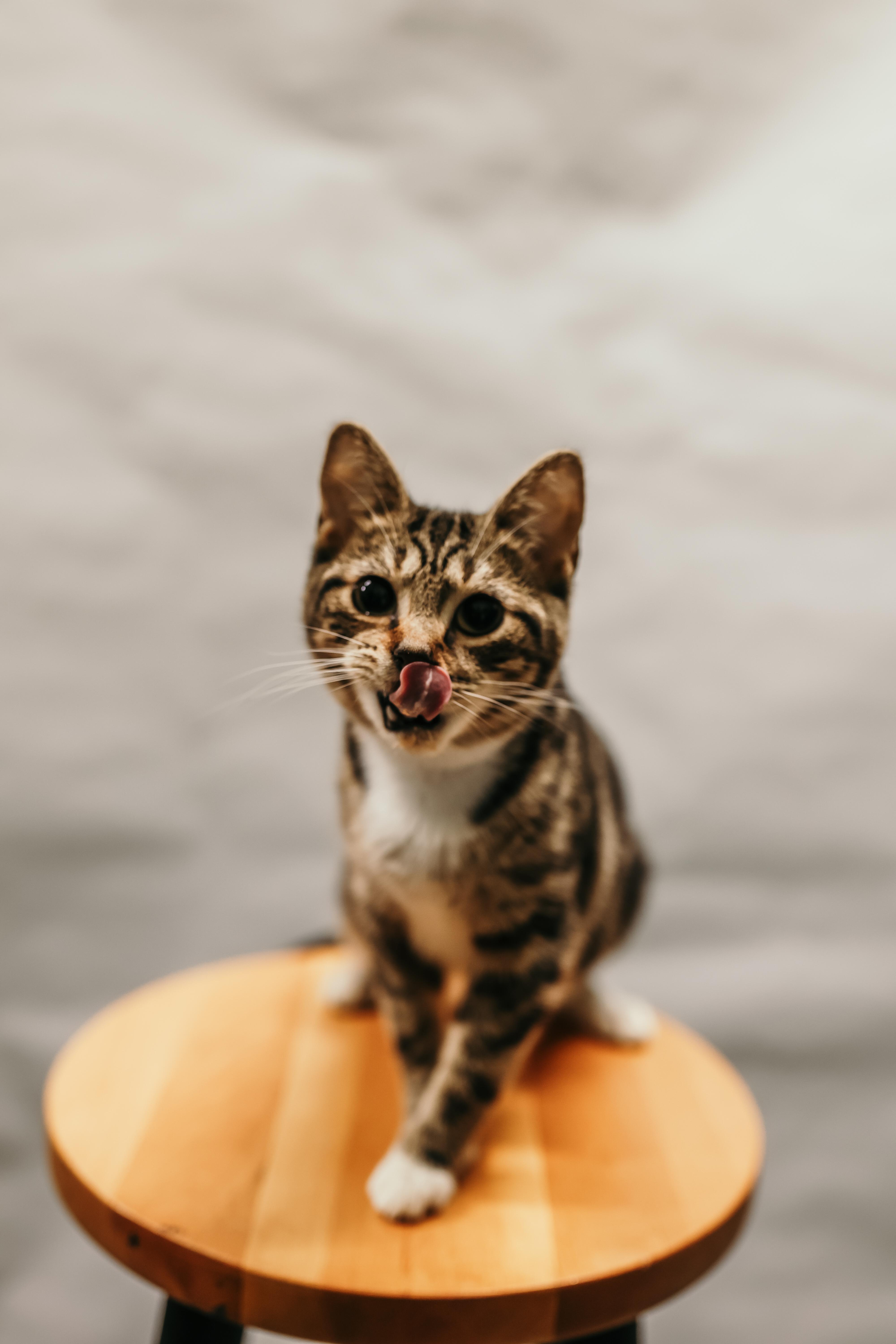 Enlarge SKITTLES, an adopted Domestic Short Hair in Tillsonburg, ON image 2/6