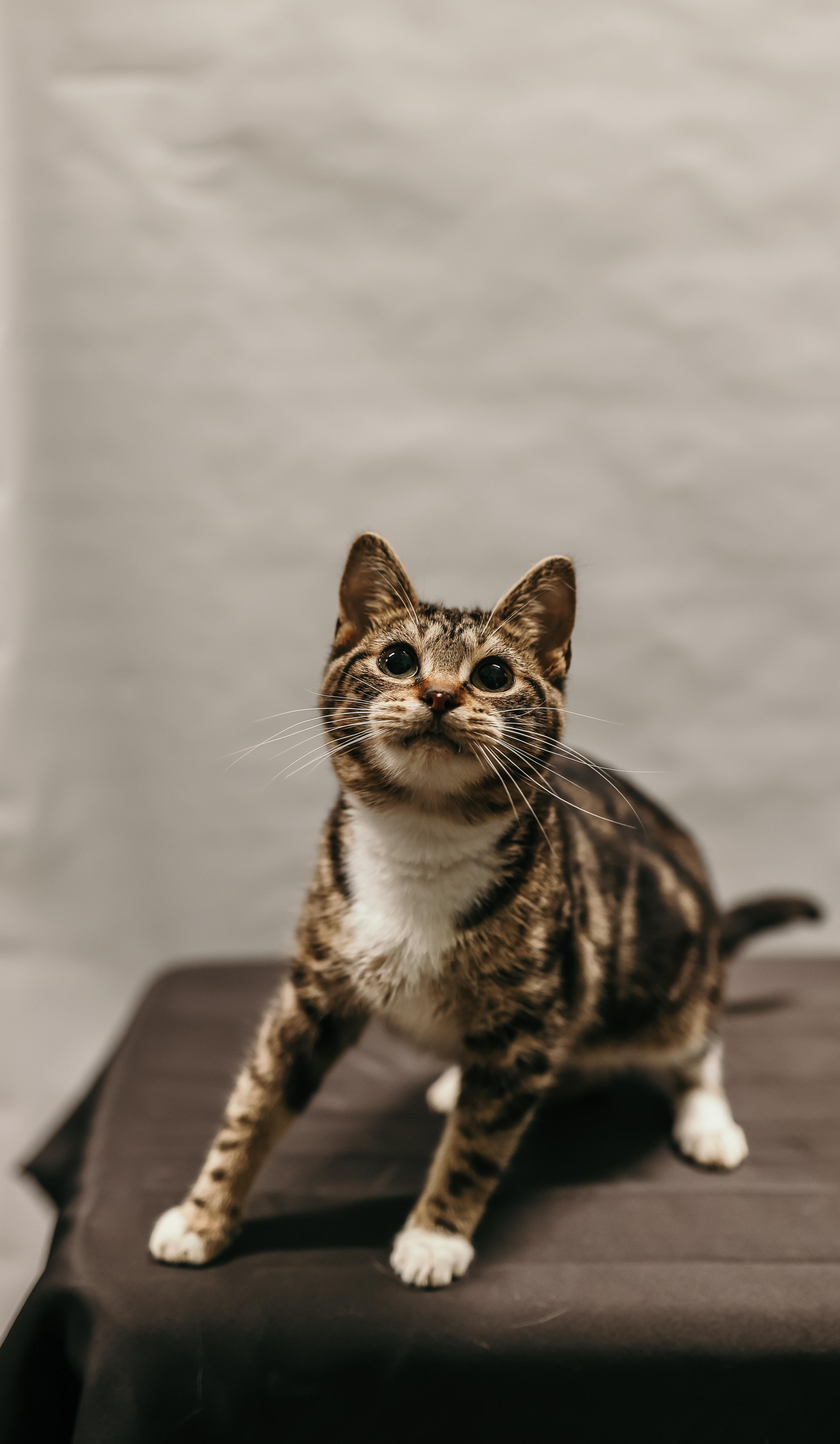Enlarge SKITTLES, an adopted Domestic Short Hair in Tillsonburg, ON image 6/6