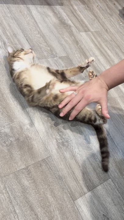 Enlarge SKITTLES, an adopted Domestic Short Hair in Tillsonburg, ON video 5/6