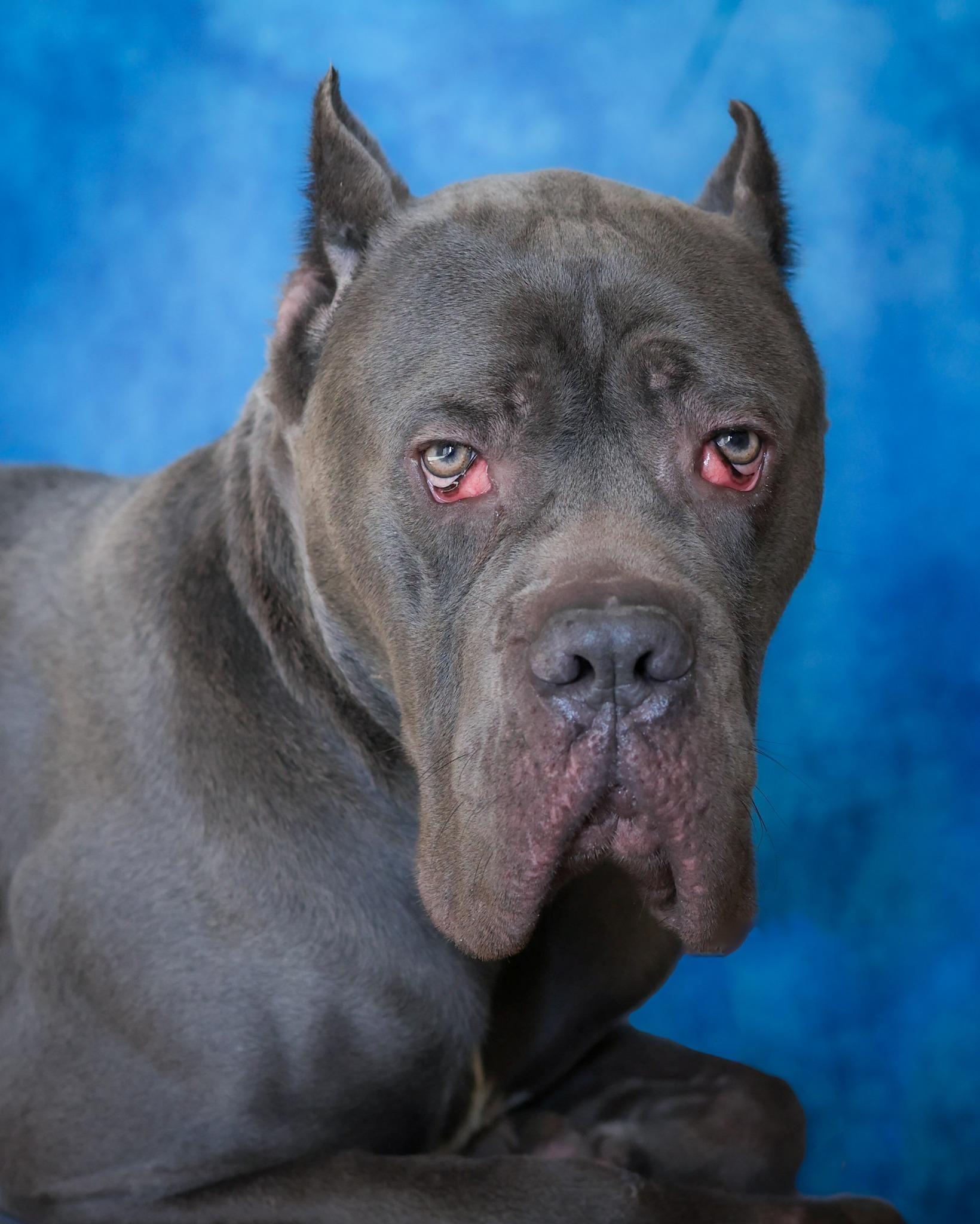 SOUSAPHONE (0394), adopted, Young Male Cane Corso.