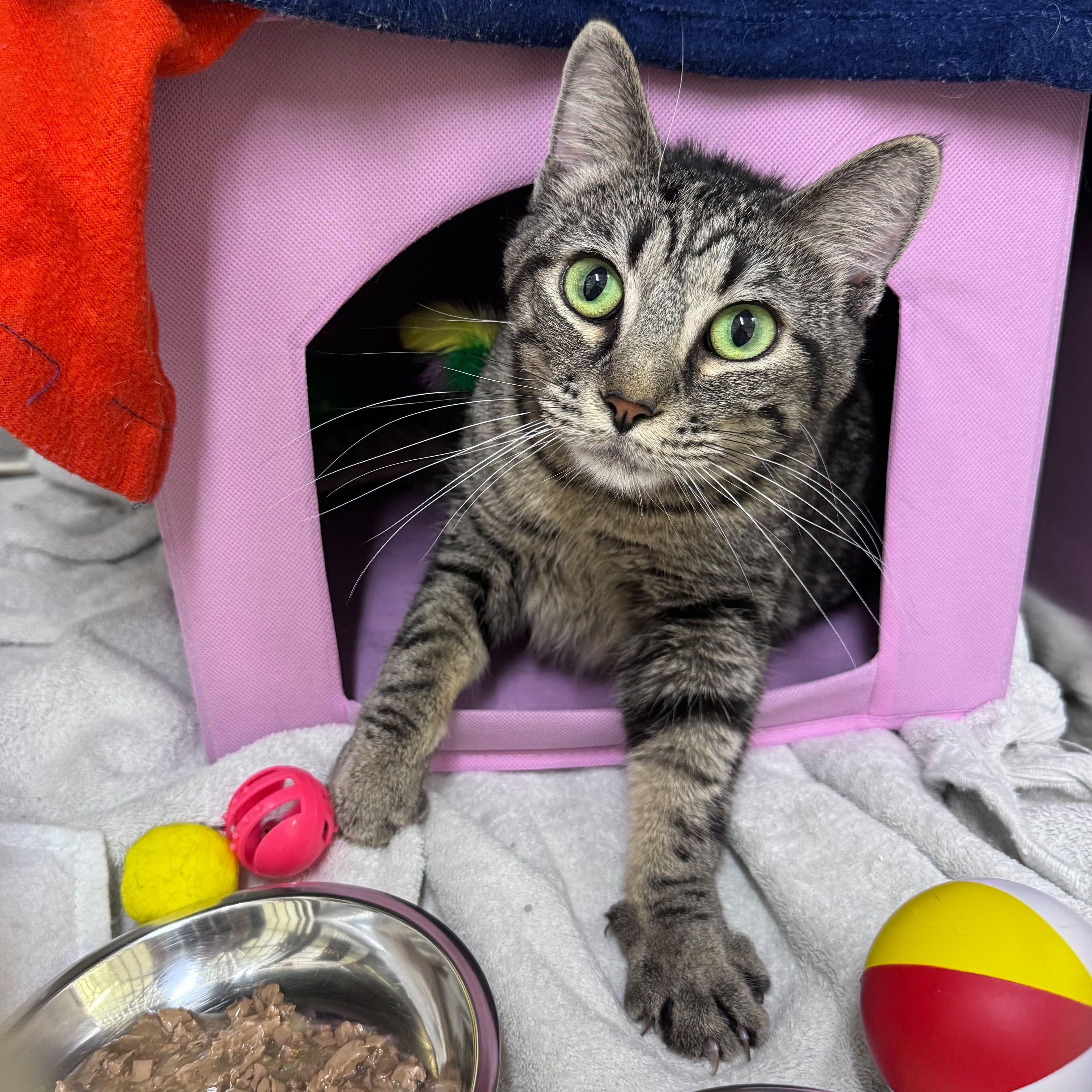 Enlarge Skye, Moonshine, Eclipse, & Starr, a ADOPTABLE Domestic Short Hair in Waltham, MA image 3/6