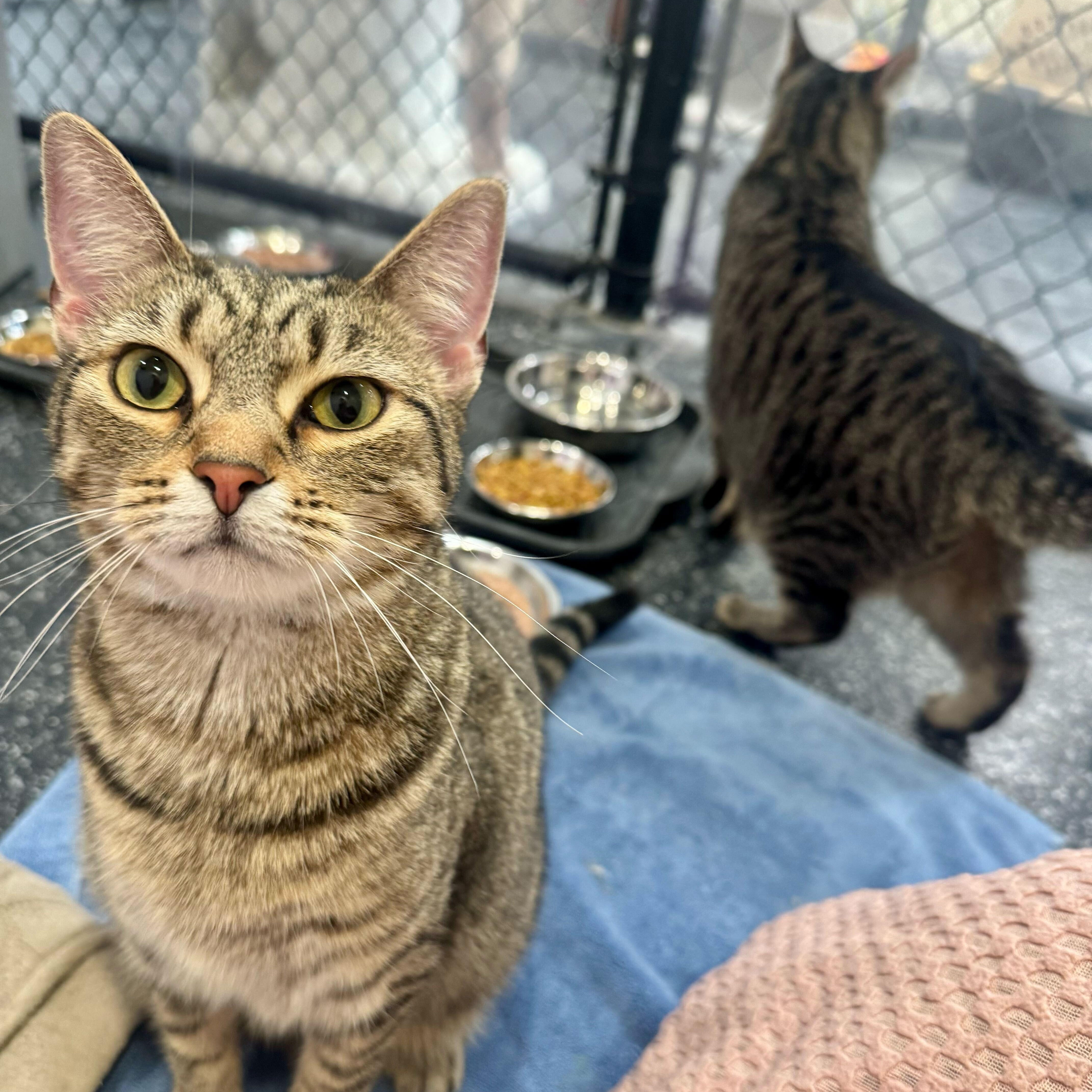 Skye, Moonshine, Eclipse, & Starr, ADOPTABLE, Young Female Domestic Short Hair.