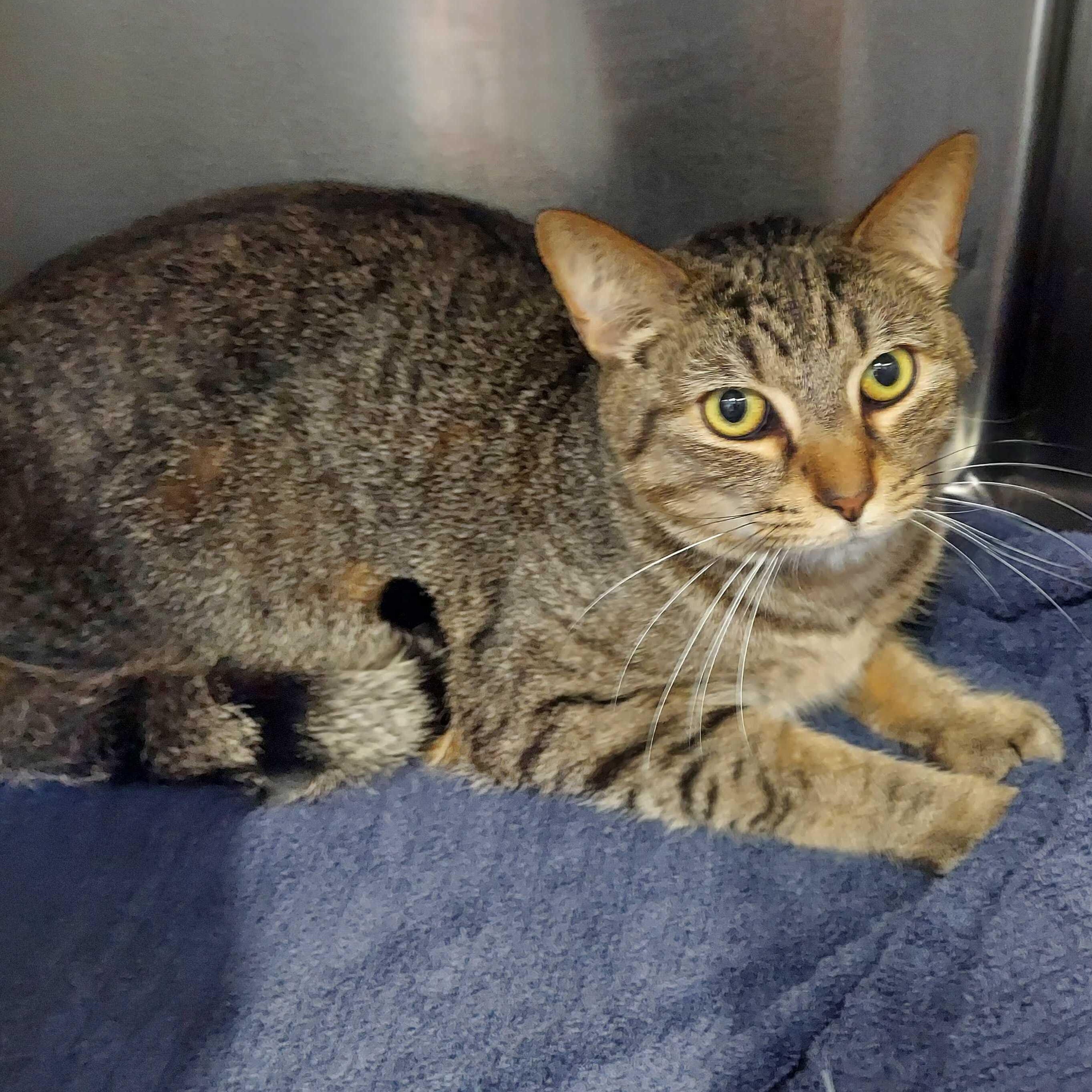 Enlarge Skye, Moonshine, Eclipse, & Starr, a ADOPTABLE Domestic Short Hair in Waltham, MA image 4/6