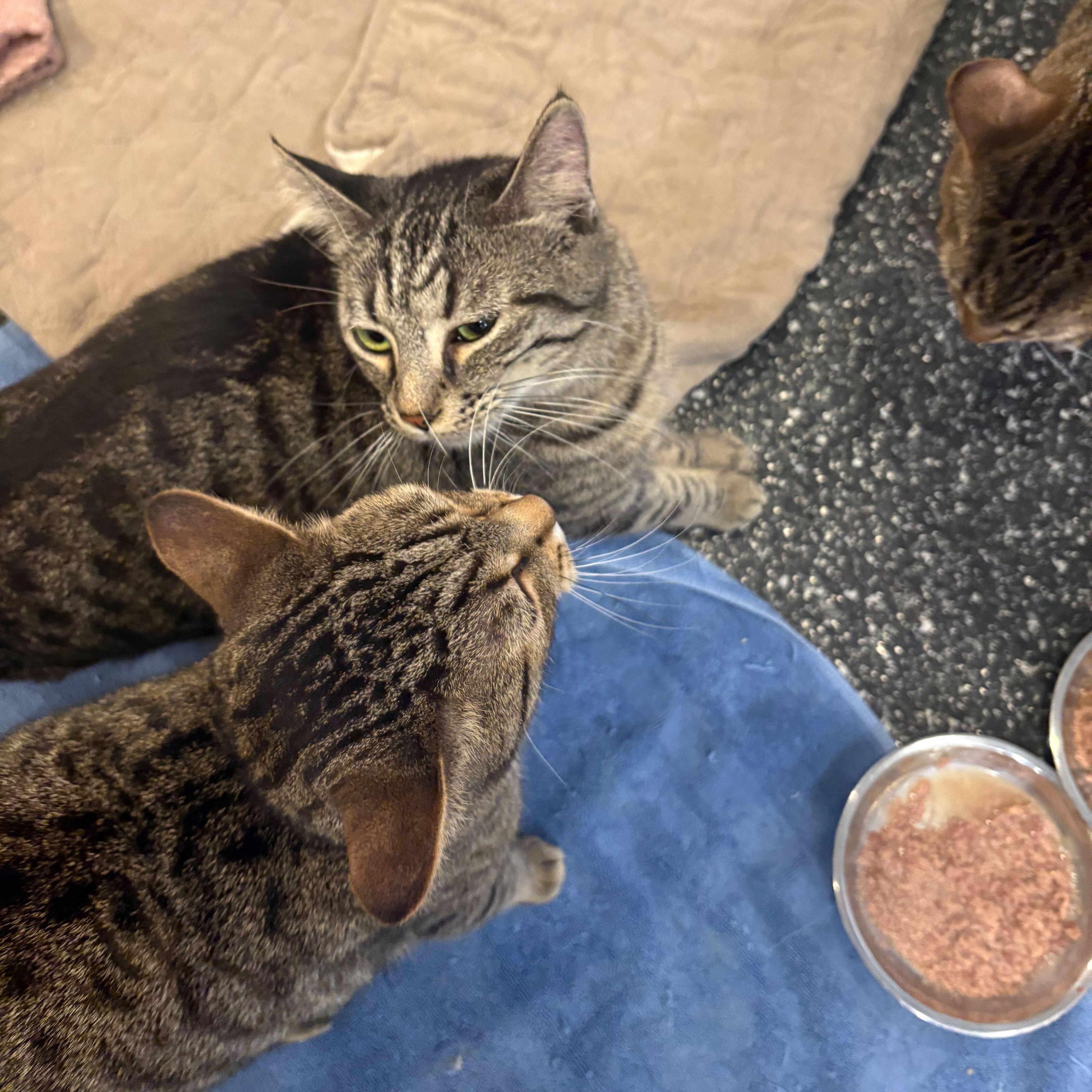 Enlarge Skye, Moonshine, Eclipse, & Starr, a ADOPTABLE Domestic Short Hair in Waltham, MA image 2/6