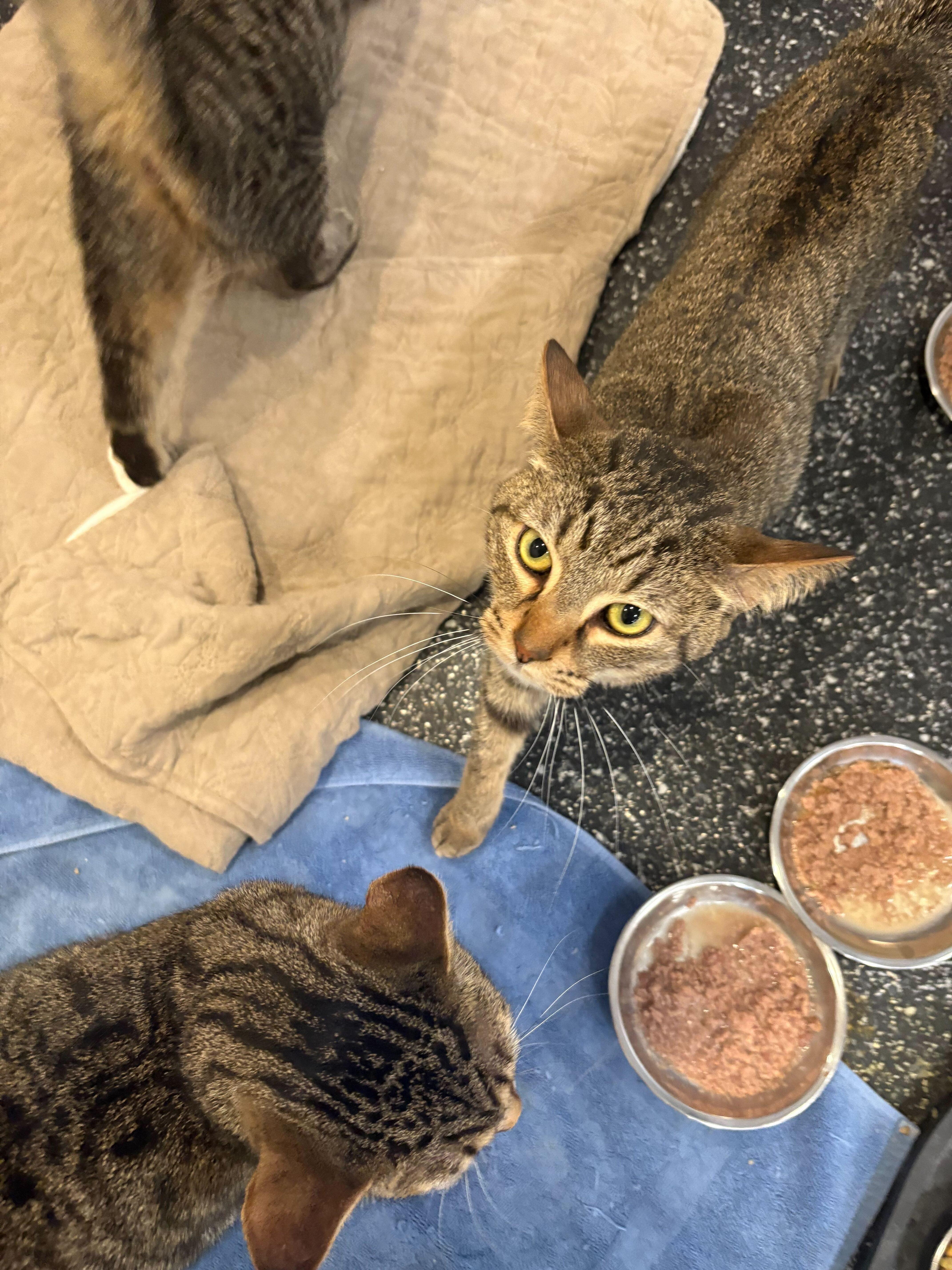 Enlarge Skye, Moonshine, Eclipse, & Starr, a ADOPTABLE Domestic Short Hair in Waltham, MA image 5/6