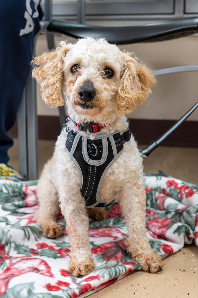 Orzo, Adoptable, Adult Male Poodle.