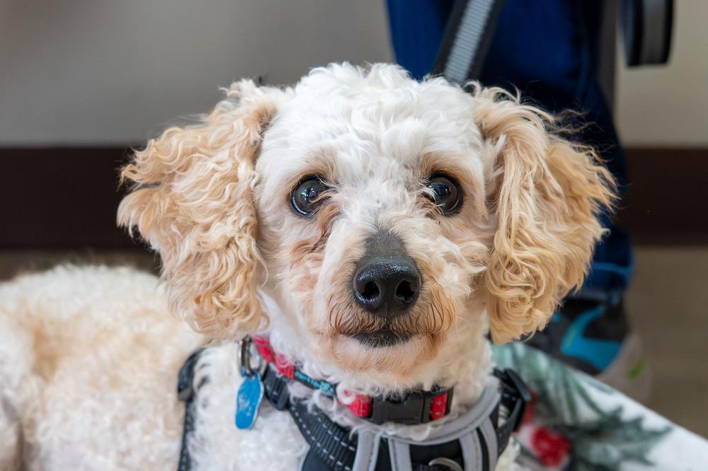 Enlarge Orzo, a Adoptable Poodle in Mundelein, IL image 2/5
