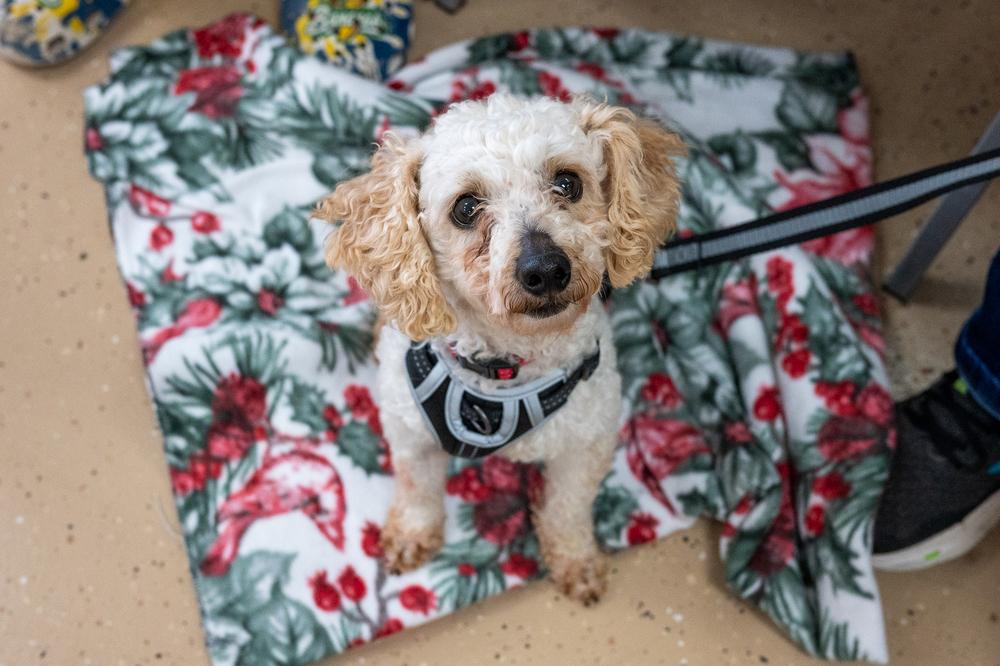 Enlarge Orzo, a Adoptable Poodle in Mundelein, IL image 3/5