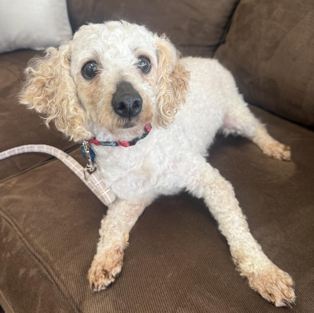 Enlarge Orzo, a Adoptable Poodle in Mundelein, IL image 4/5