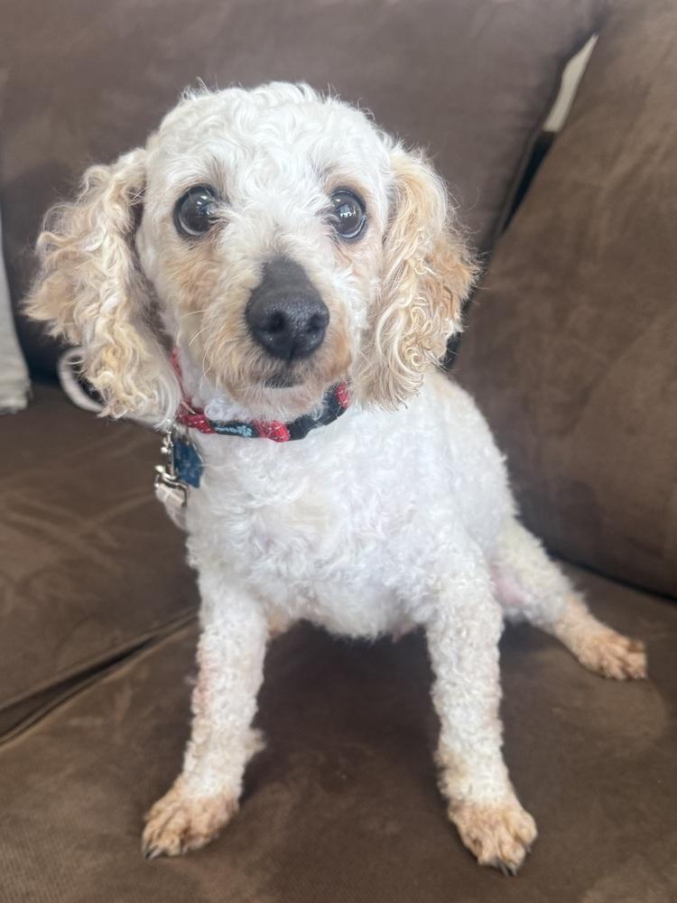 Enlarge Orzo, a Adoptable Poodle in Mundelein, IL image 5/5