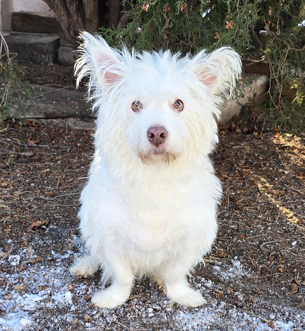 Wise Lil Mr Winglee thumbnail 2