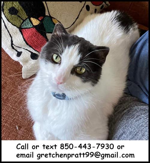 Finn, Adoptable, Adult Male Domestic Short Hair.