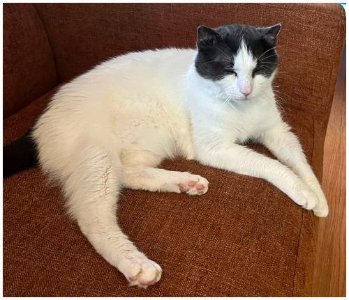 Finn, a Adoptable Domestic Short Hair in Oak Ridge, TN image 2/3