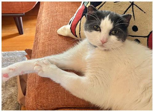 Finn, a Adoptable Domestic Short Hair in Oak Ridge, TN image 3/3