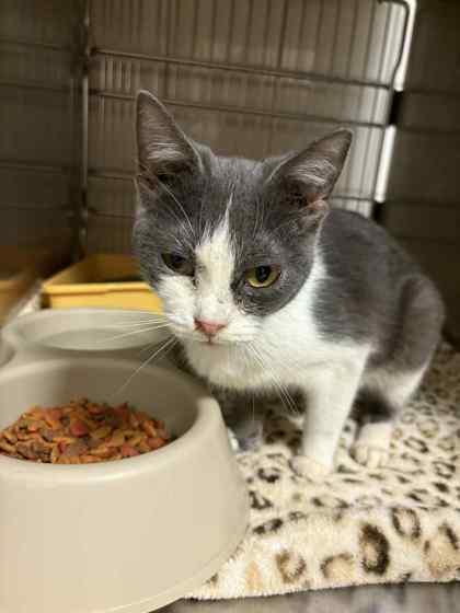 Enlarge Freya, a Adoptable Domestic Short Hair in South Bend, IN image 1/1