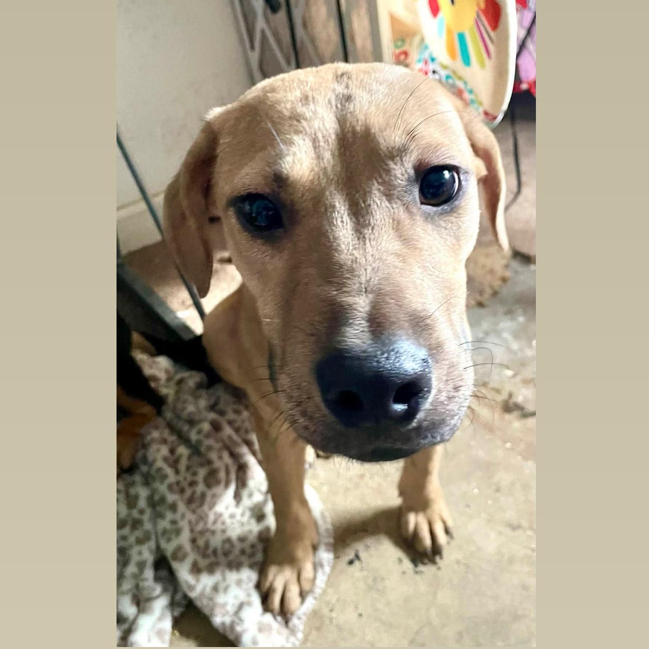 Scooby — thumbnail 3