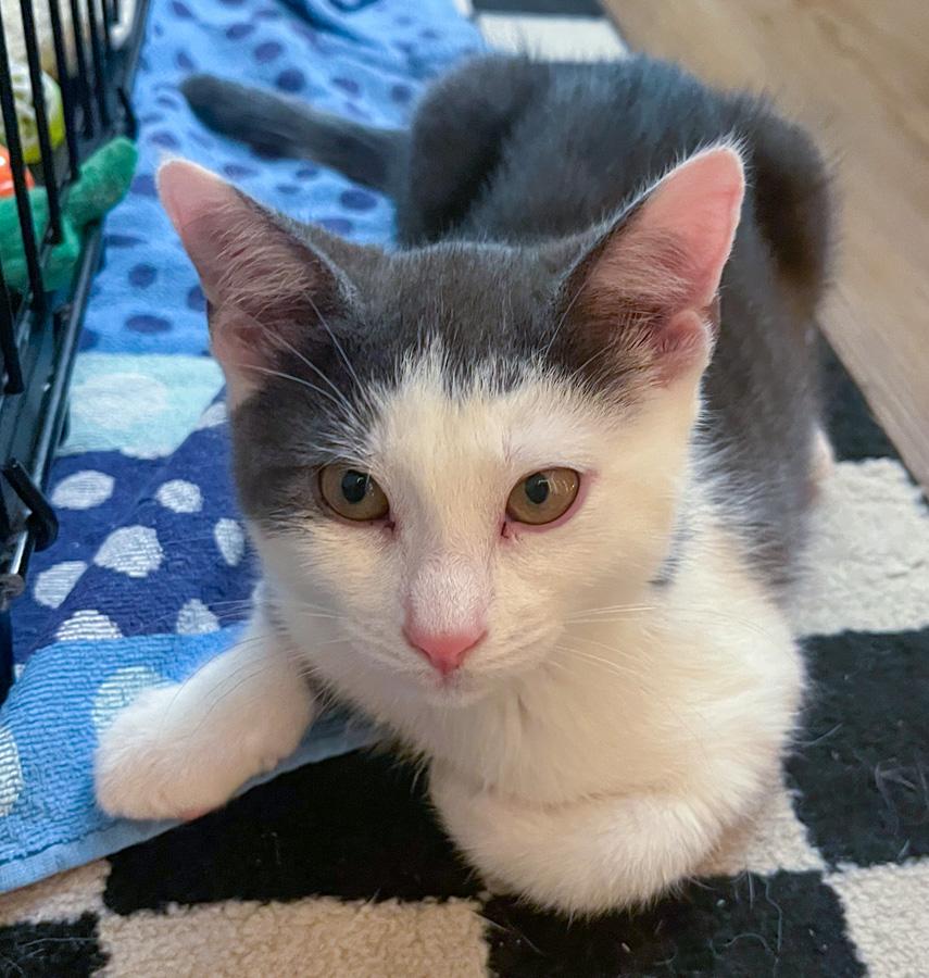 Collin, ADOPTABLE, Kitten Male Domestic Short Hair.