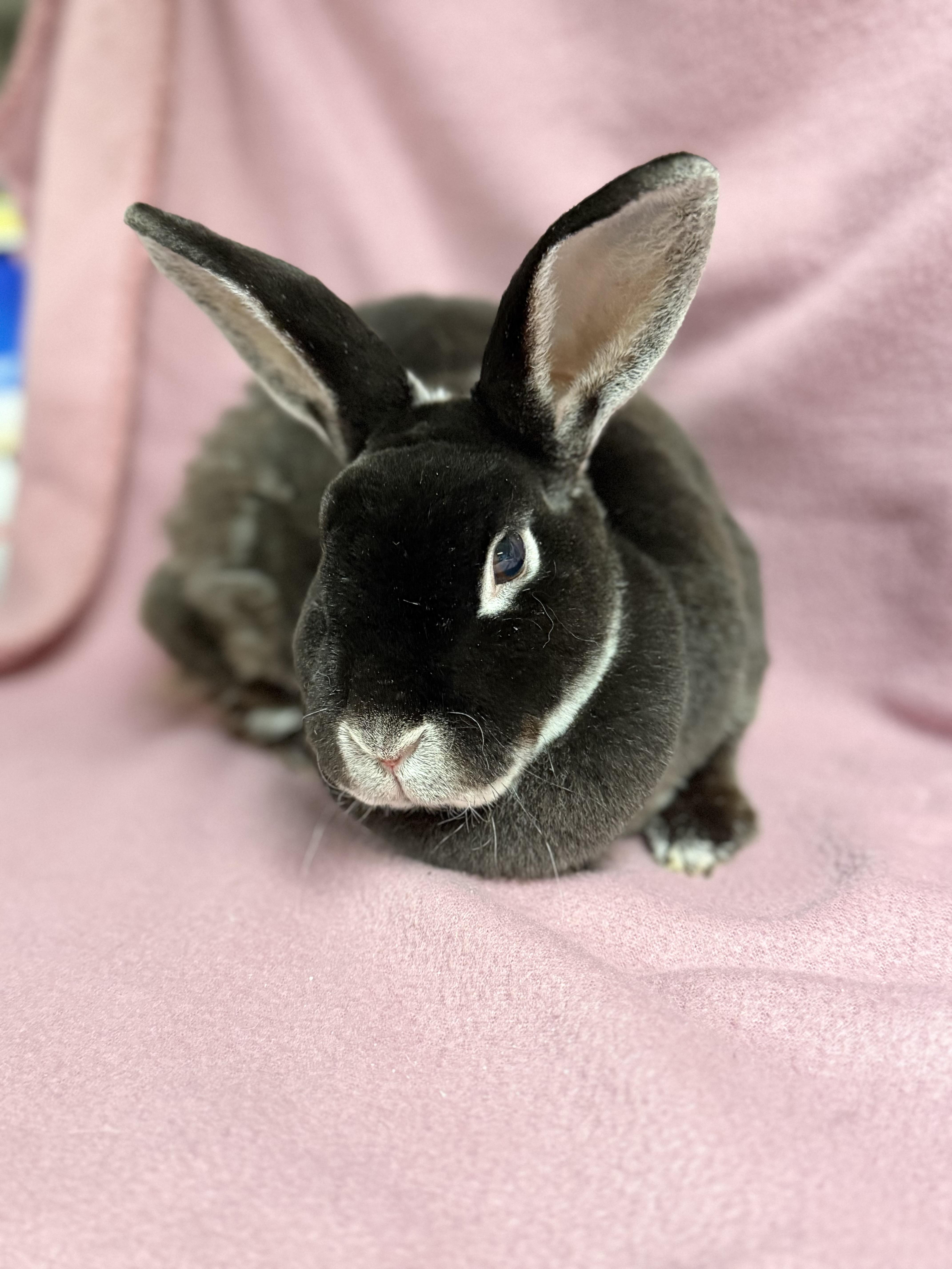 Enlarge Abby: video!!, a Adoptable Mini Rex in Edinburg, PA image 3/6